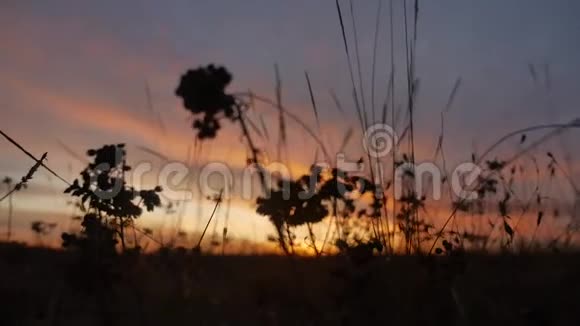 夕阳下美丽的风景草视频的预览图