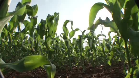 从下面看到的玉米种植视频的预览图