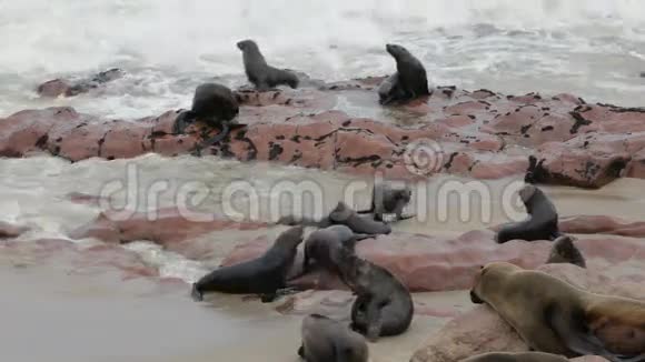 巨大的棕毛海豹殖民地海洋狮子纳米比亚非洲野生动物视频的预览图
