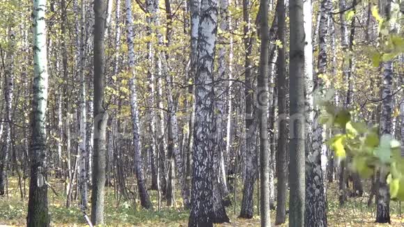 白桦林中的秋天视频的预览图