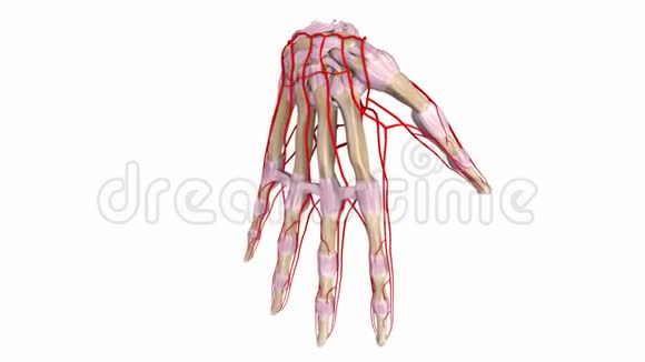 带韧带和动脉的棕榈骨视频的预览图