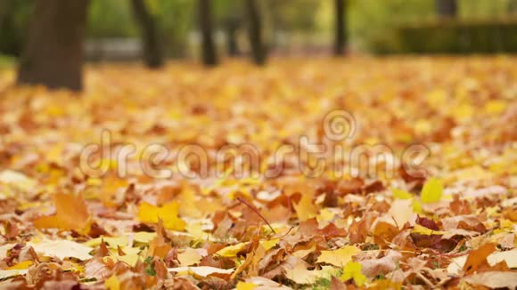 秋天的叶子在地上视频的预览图