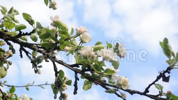 苹果树树枝开花视频的预览图