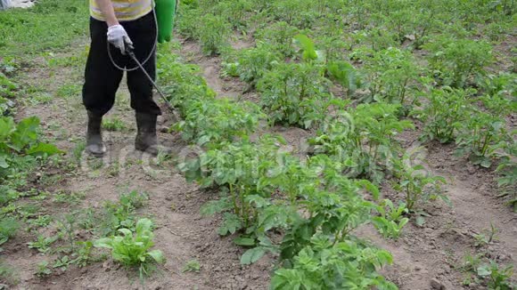 农民喷雾器土豆视频的预览图