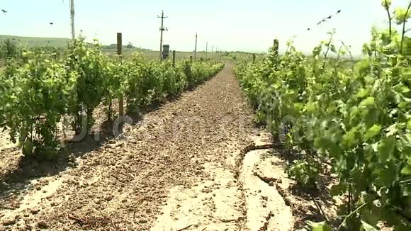 葡萄园葡萄酒生产被称为葡萄栽培视频的预览图