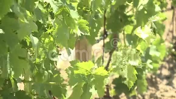 葡萄园葡萄酒生产被称为葡萄栽培视频的预览图