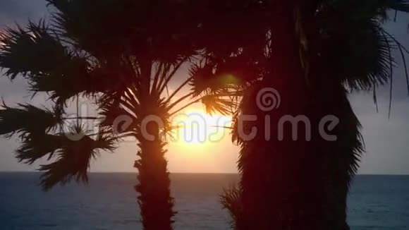 日落穿过棕榈岛美国加利福尼亚州视频的预览图