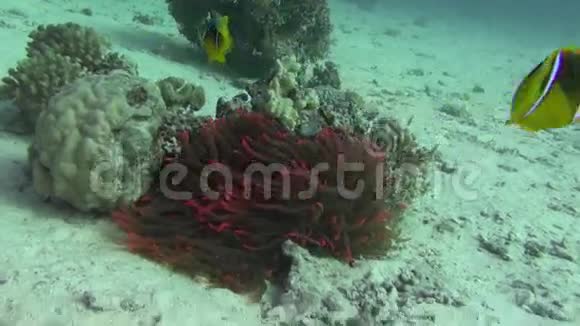 海鱼海景水下录像水水下潜水视频的预览图