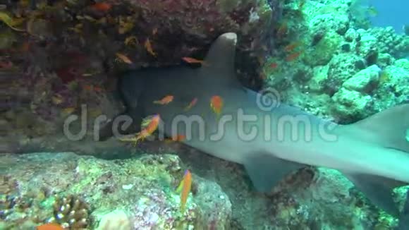 海鱼海景水下录像水水下潜水视频的预览图