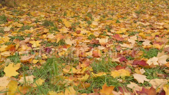 地上的秋叶视频的预览图