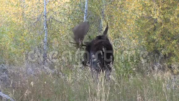 罗汀公牛石拉斯驼鹿在秋天视频的预览图