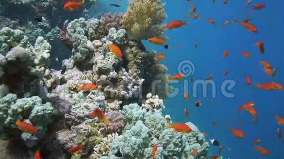 潜水热带鱼类及珊瑚礁视频的预览图