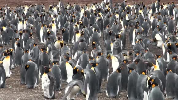 企鹅国王的殖民地视频的预览图
