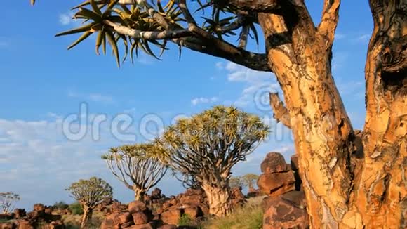 箭树景观纳米比亚视频的预览图