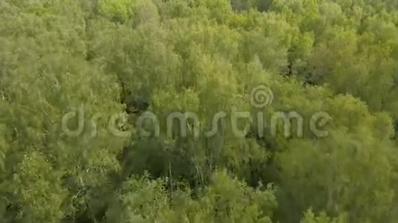 空中观景飞过森林视频的预览图