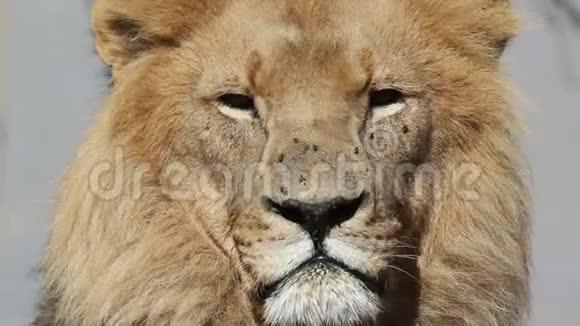 非洲狮子肖像视频的预览图