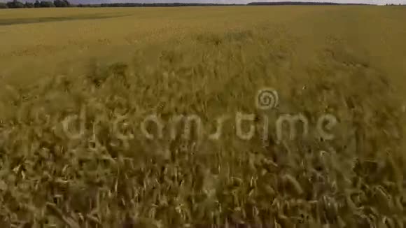 金色麦田的鸟瞰图空中录像视频的预览图