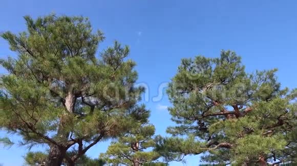 日本京都公园的松树视频的预览图
