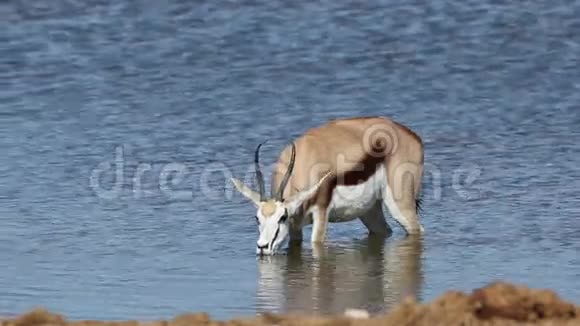 春羚羊饮水视频的预览图