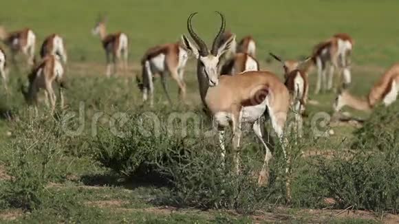 天然生境中的春羚羚羊视频的预览图