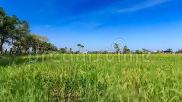 泰国非塔布里省的农田和糖掌视频的预览图