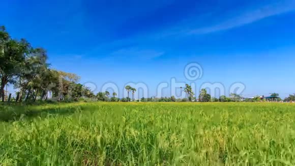 泰国非塔布里省的农田和糖掌视频的预览图