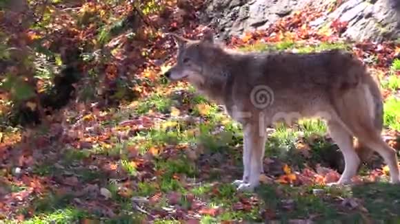 秋天森林里一只孤独的野狼视频的预览图
