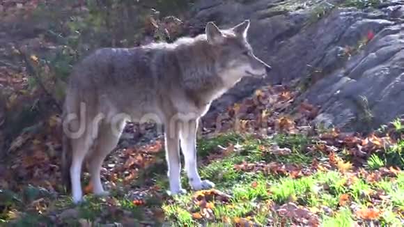 秋天森林里一只孤独的野狼视频的预览图
