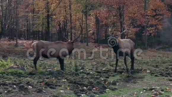 秋天森林里的大鹿视频的预览图
