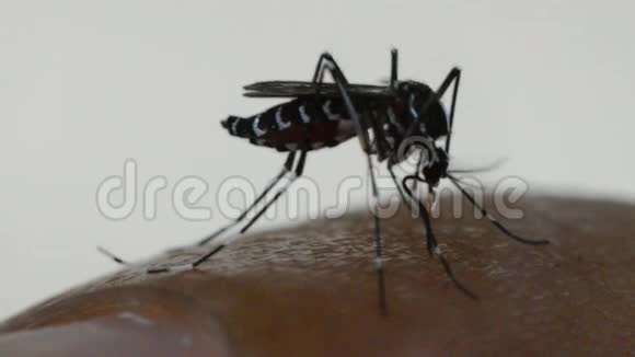 蚊子大蚊伊蚊吸血视频的预览图