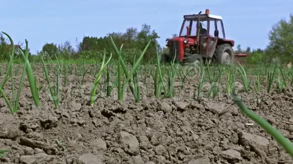 有机蔬菜的农业生产视频的预览图