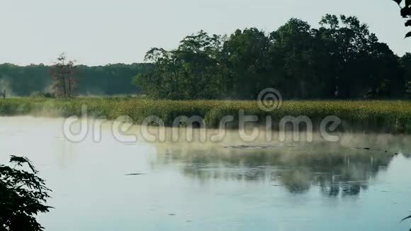 雾森林和湖泊中树木的倒影视频的预览图