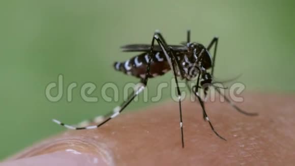 蚊子大蚊伊蚊吸血视频的预览图