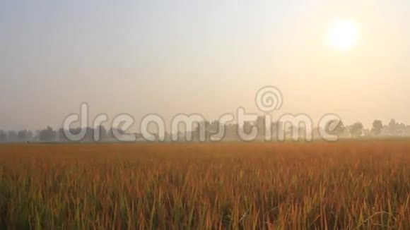 早上的稻田视频的预览图