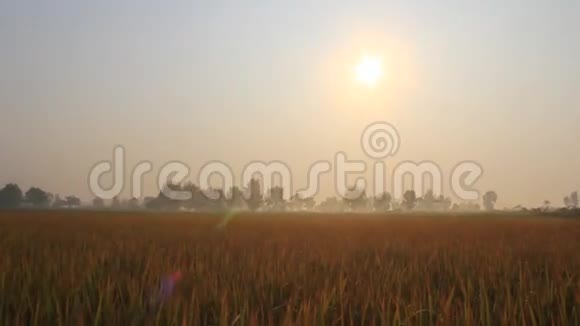 早上的稻田视频的预览图