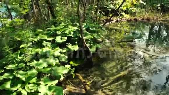 克罗地亚普利特维兹国家公园的湖视频的预览图