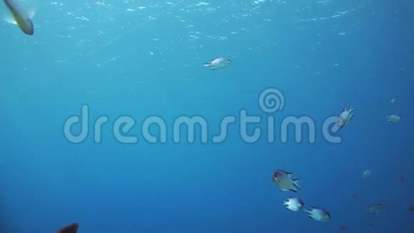 海底珊瑚礁与海洋中的热带鱼视频的预览图