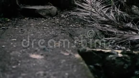 柯蒂斯瀑布瀑布视频的预览图