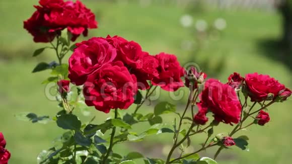玫瑰种在春天的花园里视频的预览图