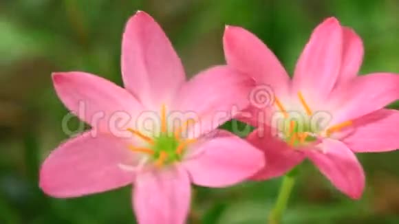 花园里的粉红色花视频的预览图