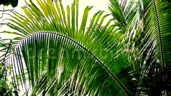 热带椰树叶视频的预览图