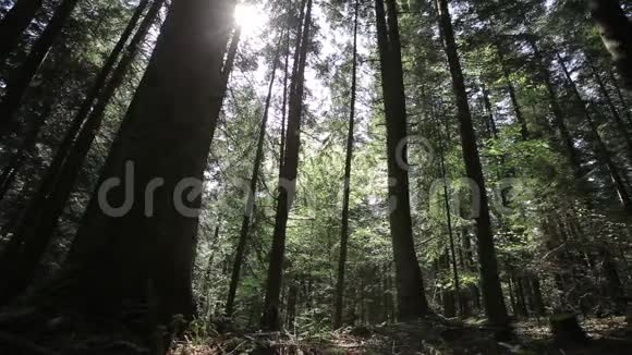美丽的绿色森林视频的预览图