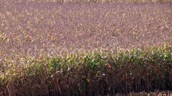 玉米田种植园准备就绪视频的预览图