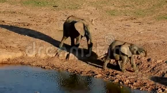 水洞里的非洲象视频的预览图