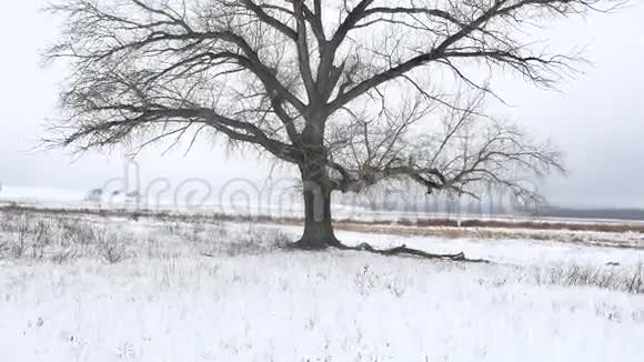 干燥的草沼冬天的芦苇美丽的自然寒冷的风景视频的预览图