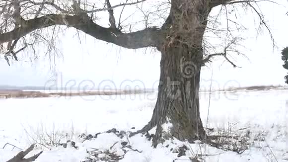 干燥的草沼冬天的芦苇大自然美丽的寒冷的风景视频的预览图