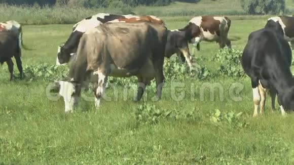 奶牛在新鲜的牧场放牧视频的预览图