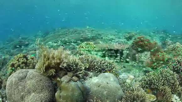印度尼西亚五颜六色的珊瑚礁鱼视频的预览图