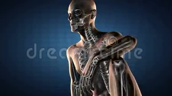 真实的人体座椅X线扫描视频的预览图