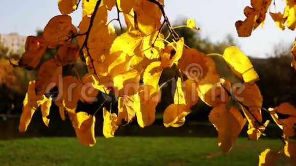 秋风和阳光下树枝上的金叶视频的预览图